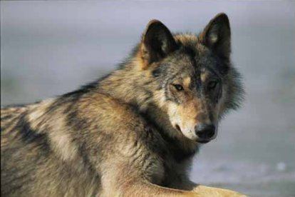 Vancouver Island wolf Vancouver Island Wolf Canis lupus crassodon