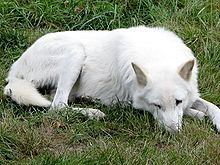 Vancouver Island wolf httpsuploadwikimediaorgwikipediacommonsthu
