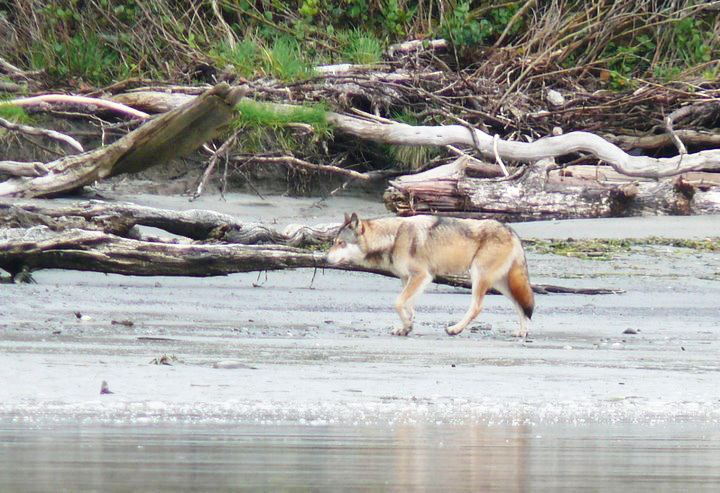 Vancouver Island wolf VIWILDS Vancouver Island Wolf Vancouver Island Wildlife
