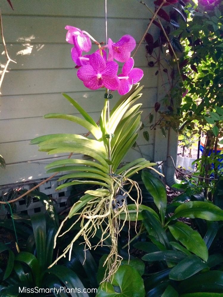 Vanda Vanda orchids