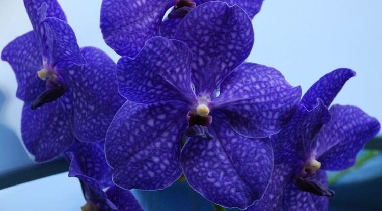 Vanda 17 images about Vanda on Pinterest Orchid flowers Thailand and