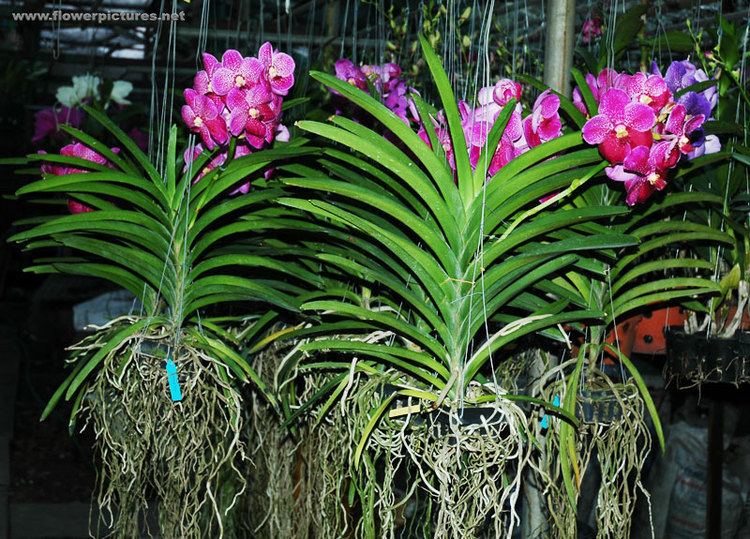 Vanda Vanda orchids in Vietnam