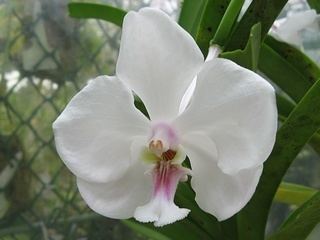 Vanda javierae Vanda javierae Canada39s Largest Orchids Online Store