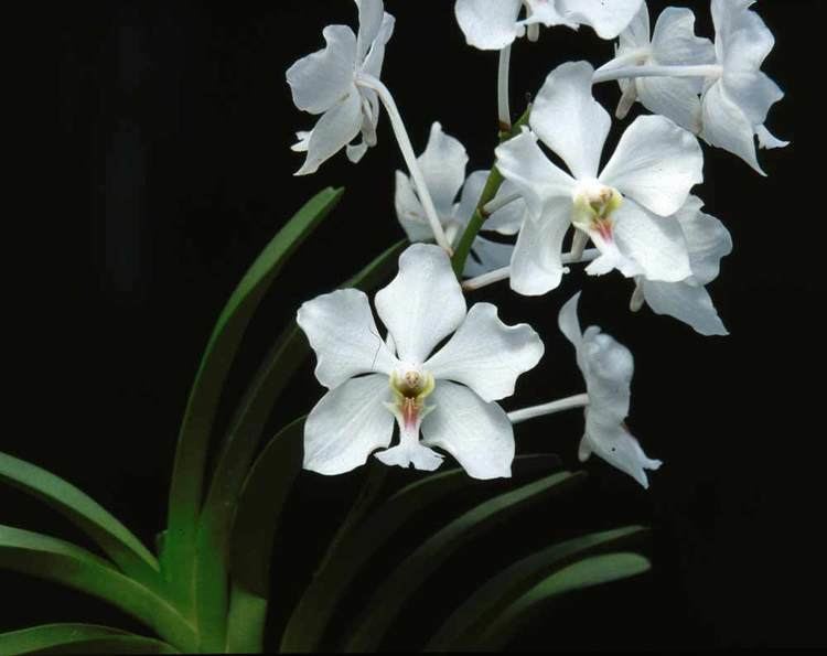 Vanda javierae Orchid Societies Council of Victoria Inc