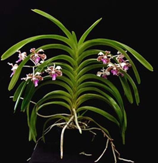 Vanda tricolor Vanda tricolor var suavis presented by Orchids Limited