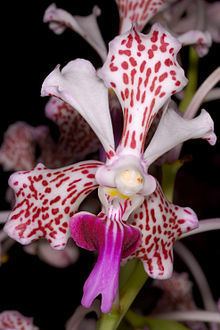 Vanda tricolor httpsuploadwikimediaorgwikipediacommonsthu