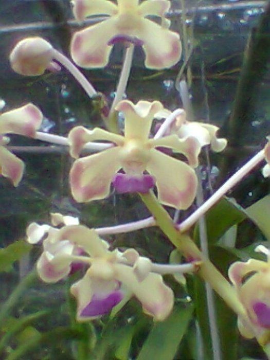 Vanda ustii Vanda ustii Philippine Orchids