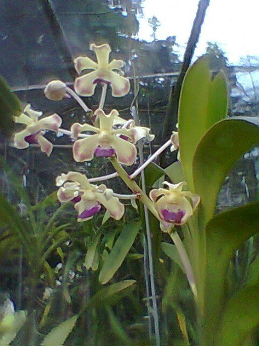 Vanda ustii Vanda ustii Philippine Orchids