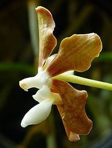 Vanda wightii httpsuploadwikimediaorgwikipediacommonsthu