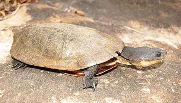 Vanderhaege's toad headed turtle - Alchetron, the free social encyclopedia