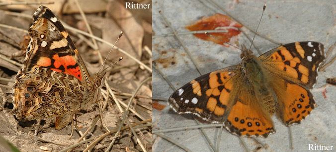 Vanessa carye Butterflies and Beetles of Argentina Mariposas y Escarabajos de