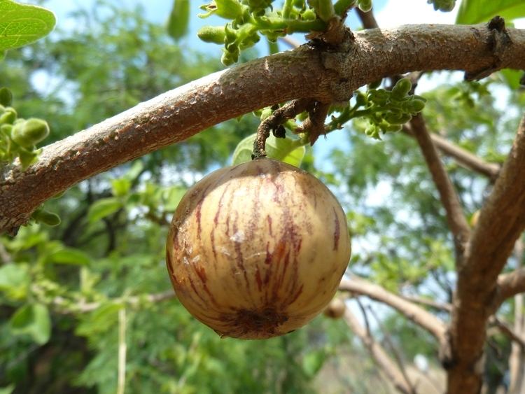 Vangueria Vangueria infausta Images Useful Tropical Plants