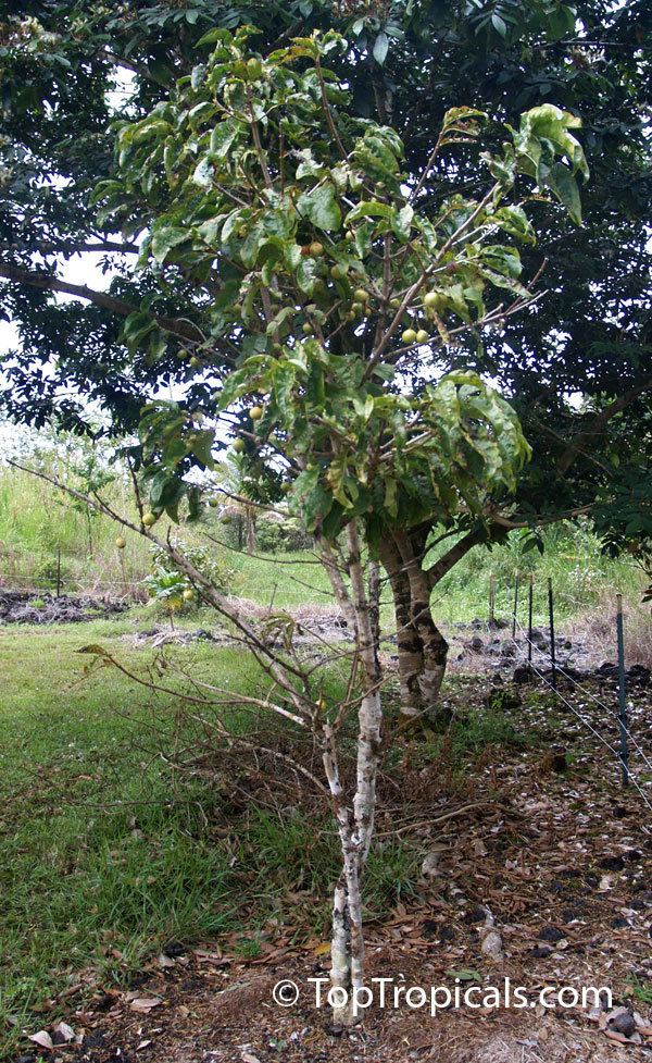 Vangueria madagascariensis httpstoptropicalscompicsgarden09h1P417205