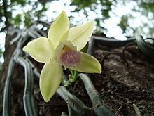 Vanilla aphylla httpsuploadwikimediaorgwikipediacommonsthu