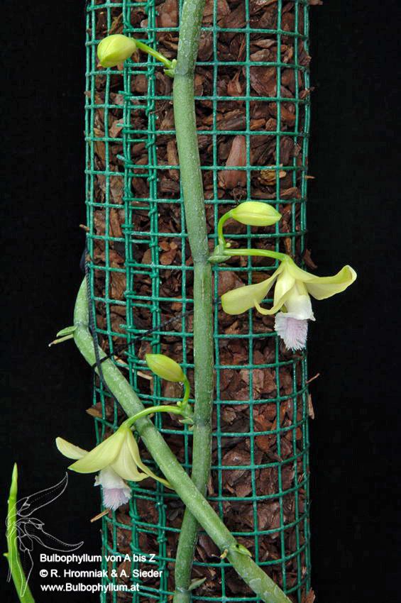 Vanilla aphylla Bulbophyllum von A bis Z Bulbophyllum from A to Z Orchideen