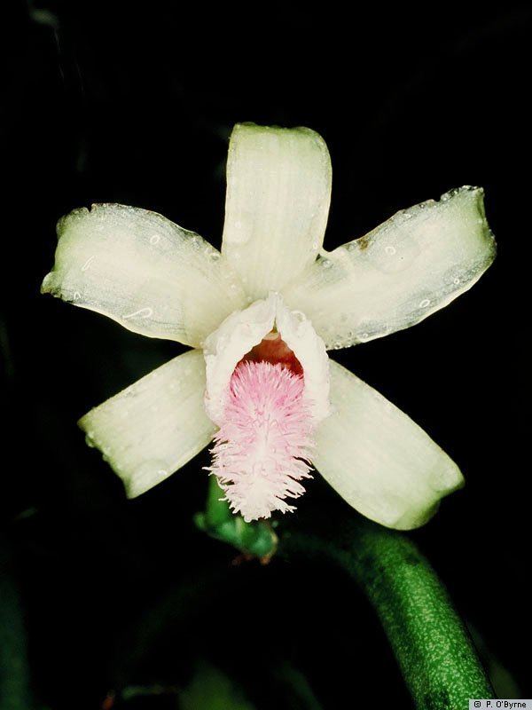 Vanilla aphylla Vanilla aphylla Blume