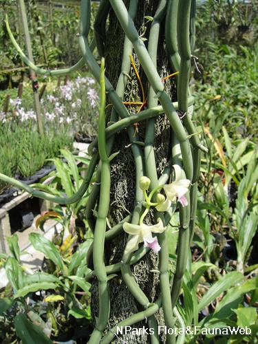 Vanilla aphylla Flora Fauna Web Plant Detail Vanilla aphylla Blume