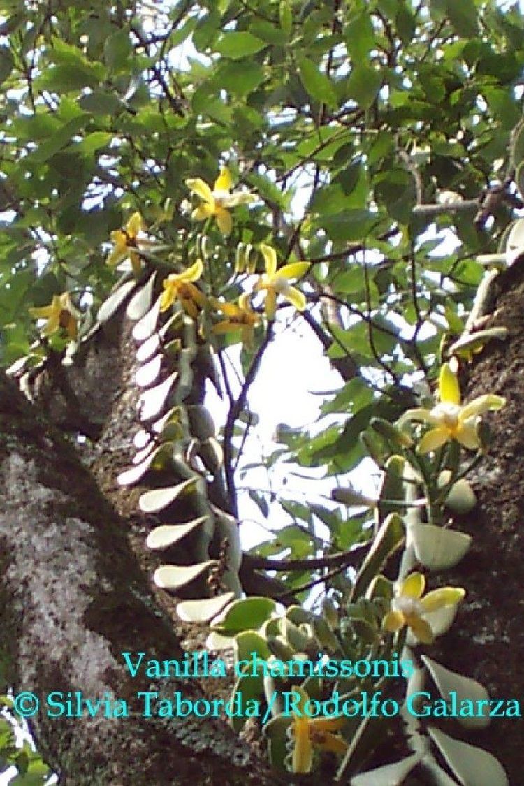 Vanilla chamissonis wwworchidspeciescomorphotdirvanichamissonesisjpg