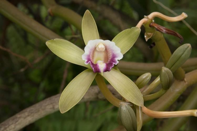 Vanilla (genus) Genus Vanilla Go Orchids