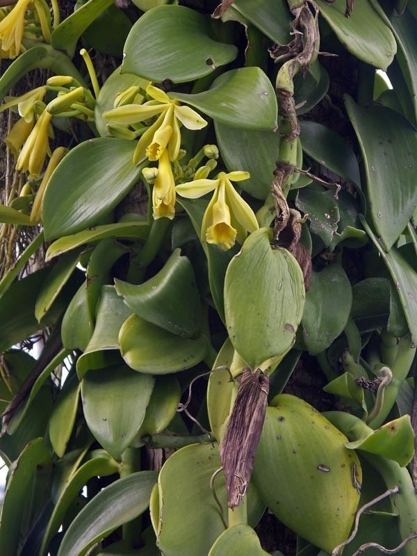 Vanilla (genus) Vanilla planifolia