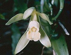 Vanilla (genus) httpsuploadwikimediaorgwikipediacommonsthu