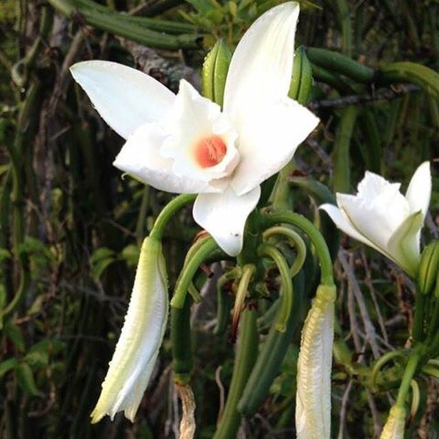 Vanilla (genus) 78 Best images about Genus Vanilla on Pinterest Madagascar