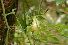 Vanilla phaeantha wwwflnativeorchidscomimagesorchidsvanillapha