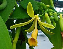 Vanilla planifolia httpsuploadwikimediaorgwikipediacommonsthu