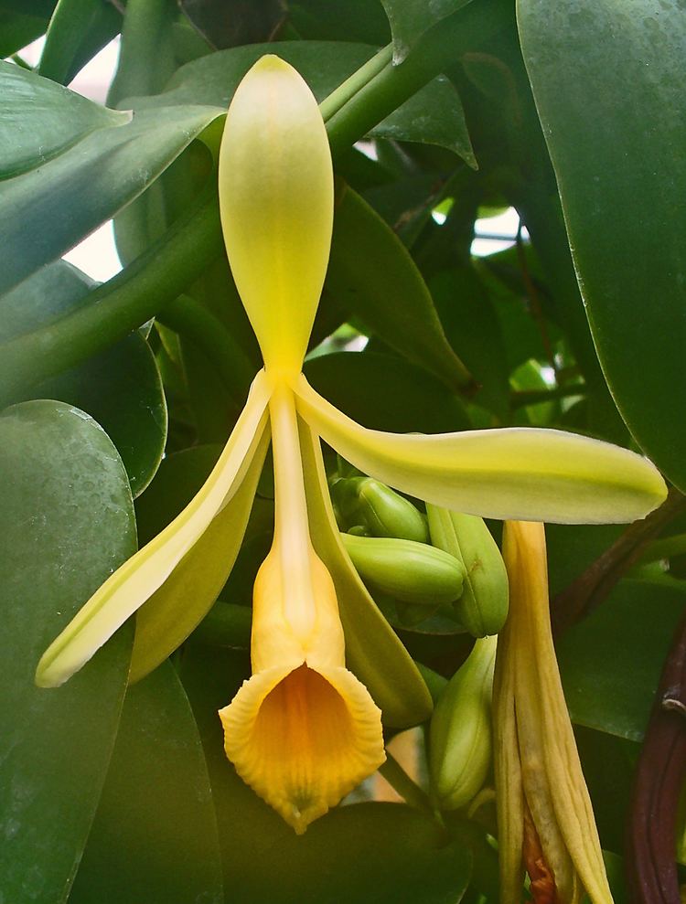 Vanilla planifolia FileVanilla pompona 02jpg Wikimedia Commons
