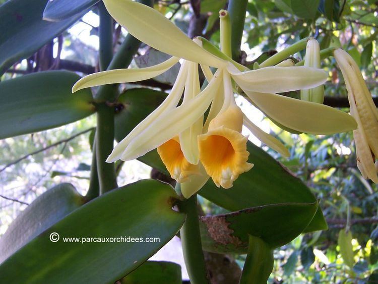 Vanilla pompona wwworchidspeciescomorphotdirvanpomponajpg