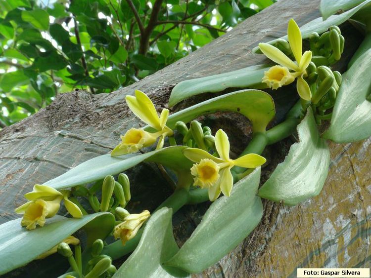 Vanilla pompona Herbario Universidad de Panam