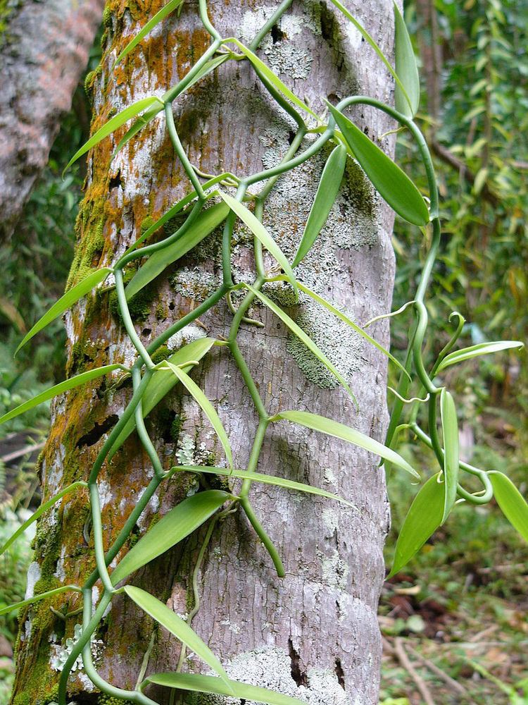 Vanilla production in French Polynesia