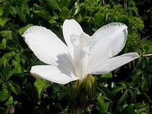 Vanilla roscheri httpsuploadwikimediaorgwikipediacommonsthu