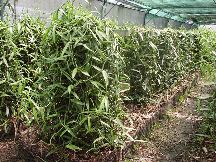 Vanilla tahitensis Vanilla tahitensis Health effects and herbal facts