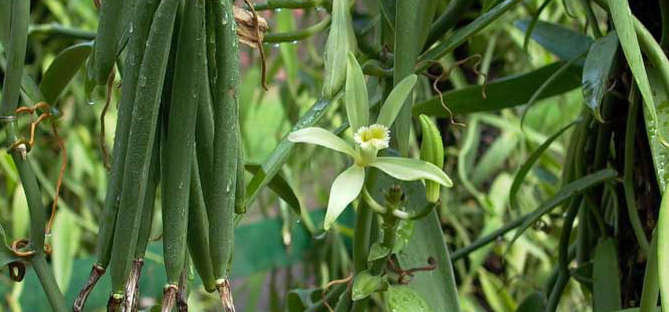 Vanilla tahitensis Species Orchid Tahitian Vanilla Vanilla tahitensis