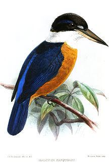Vanuatu kingfisher httpsuploadwikimediaorgwikipediacommonsthu