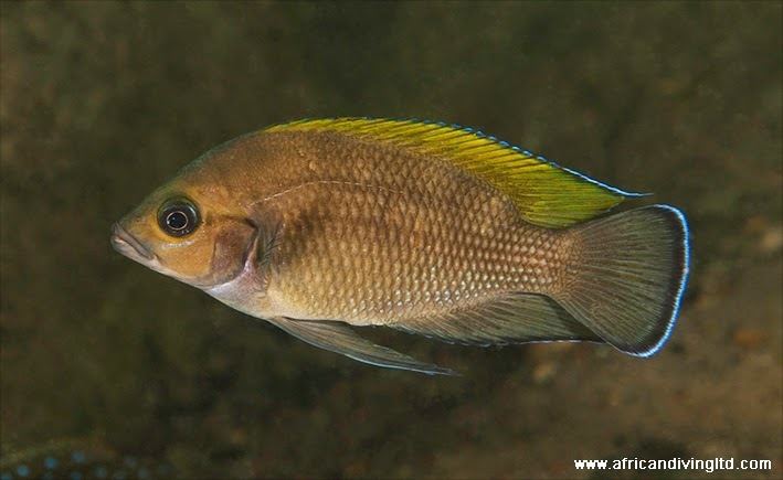 Variabilichromis moorii African Diving Blog
