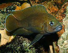 Variabilichromis moorii httpsuploadwikimediaorgwikipediacommonsthu