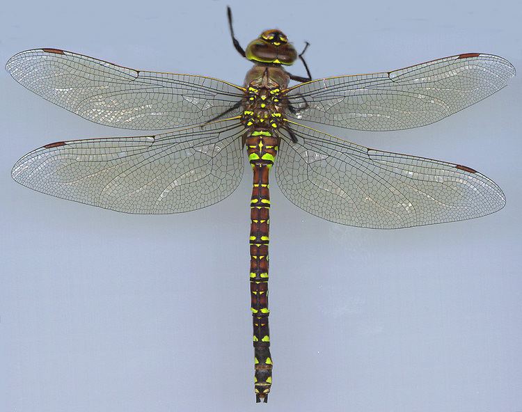 Variable darner - Alchetron, The Free Social Encyclopedia