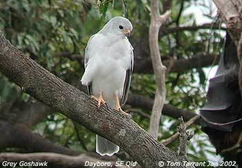Variable goshawk Surfbirds Online Photo Gallery Search Results
