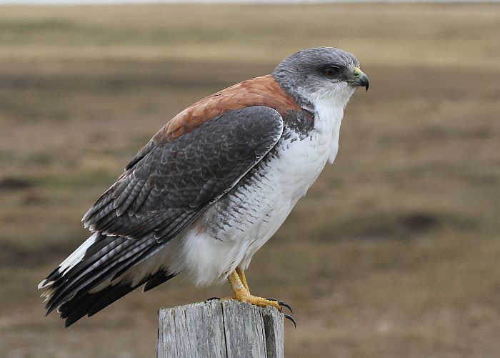 Variable hawk Redbacked Hawks in the Falklands Three Amigos Birding