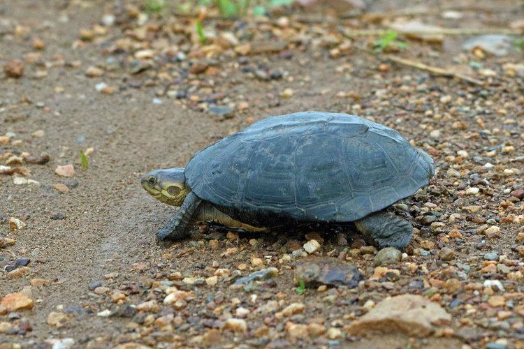 Variable mud turtle httpsc1staticflickrcom9865416237087730b31