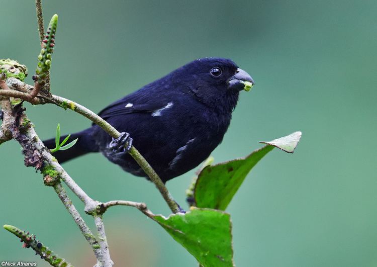 Variable seedeater antpittacom Photo Gallery Seedeaters and seedfinches