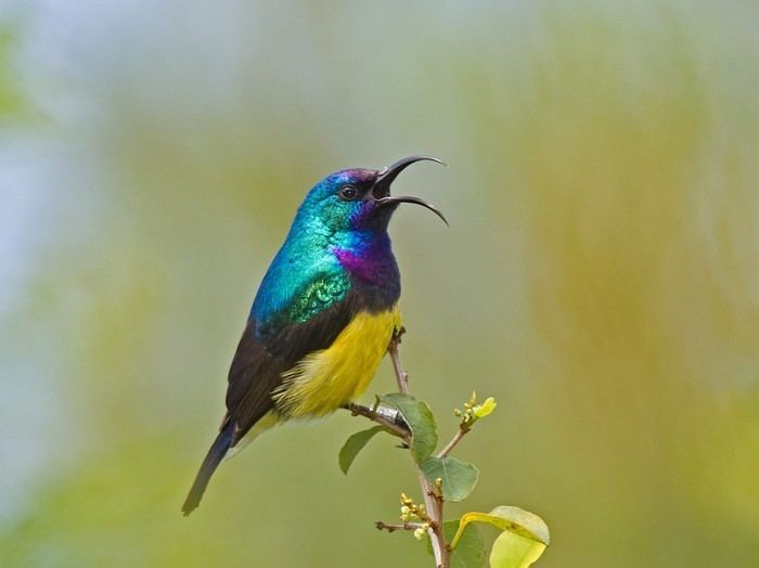 Variable sunbird Niall39s nature pages