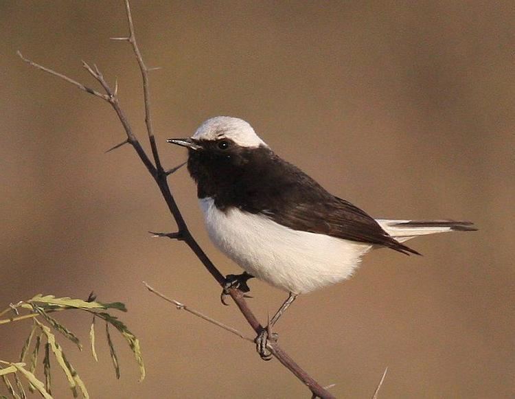 Variable wheatear Gallery of Variable Wheatear Oenanthe picata the Internet Bird