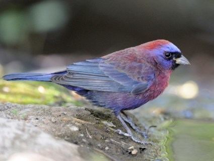 Varied bunting Varied Bunting Identification All About Birds Cornell Lab of