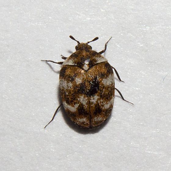 Varied carpet beetle Varied Carpet Beetle Anthrenus verbasci BugGuideNet