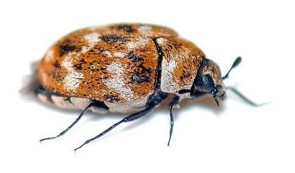 Varied carpet beetle varied carpet beetle South Dakota Bugs