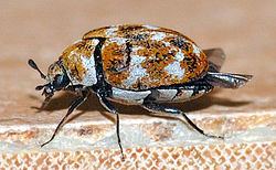 Varied carpet beetle Varied carpet beetle Wikipedia