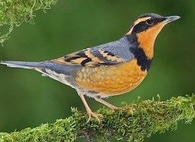 Varied thrush Varied Thrush Identification All About Birds Cornell Lab of